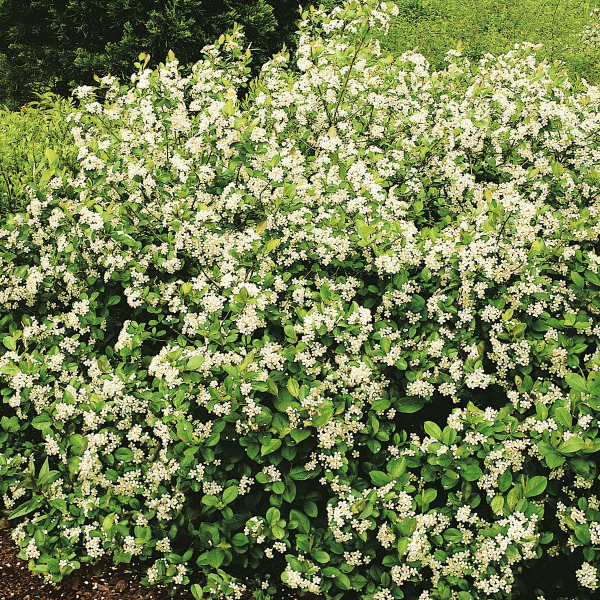 Основное изображение товара