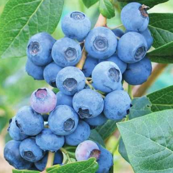 Основное изображение товара