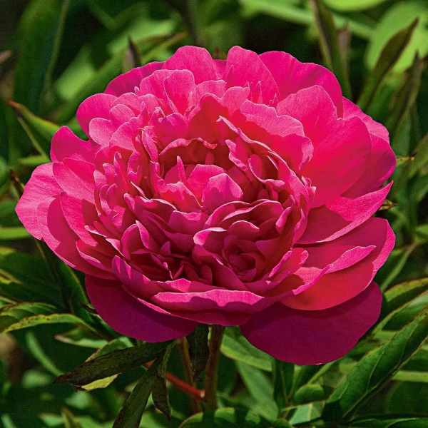 Основное изображение товара