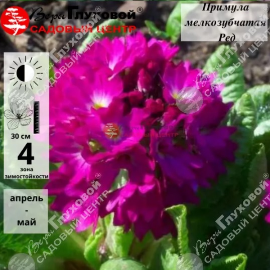 primula.jpg primula.jpg