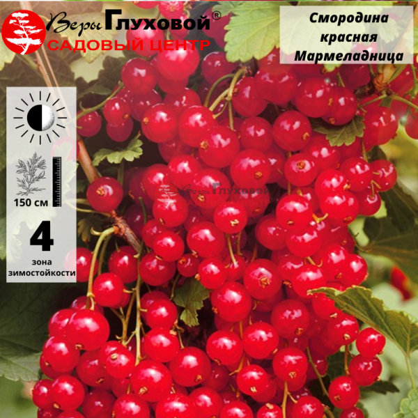 Основное изображение товара