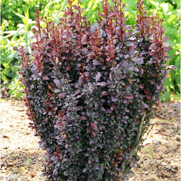 Барбарис Тунберга "Ред Пиллар" на фото