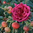 Роза Ругоза 