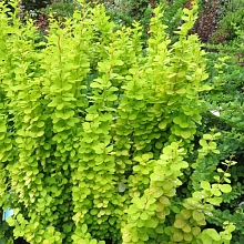 Основное изображение товара