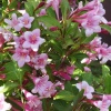 Вейгела цветущая (Weigela florida) Пинк Принцесс С3 СП/24