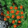 Лапчатка кустарниковая (Potentilla fruticosa) Мариан Ред Робин С3 СП/24