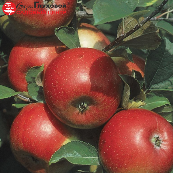 Основное изображение товара