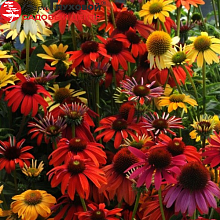 Основное изображение товара