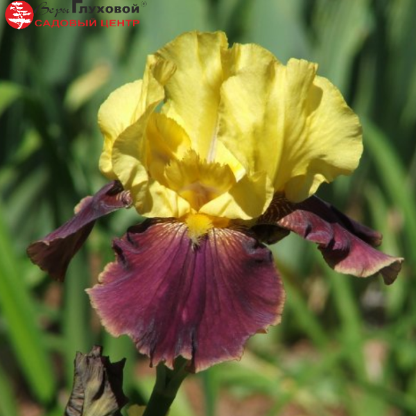 Основное изображение товара