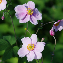 Основное изображение товара