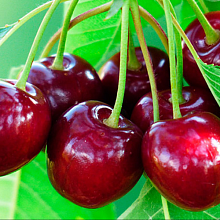 Основное изображение товара