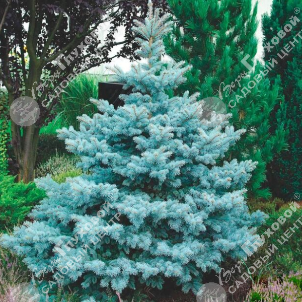 Ель колючая "Систер Блю" на фото