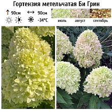 Основное изображение товара