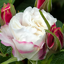 Основное изображение товара