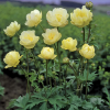 Купальница культурная (Trollius hybridus) Нью Хибридс С2 РФр/26