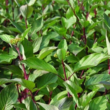 Основное изображение товара