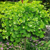 Гинкго билоба (Ginkgo biloba) Марикен 20-30 С4 ГЕ/26