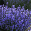 Котовник фассена (Nepeta Faassenii) С2 ГлХ/26