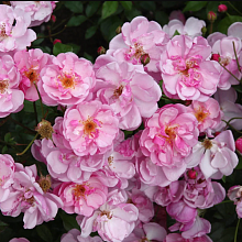 Основное изображение товара