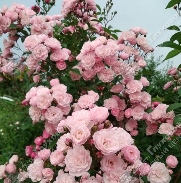 Роза полиантовая "Heavenly Pink" на фото