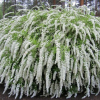 Спирея серая (Spiraea cinerea) Грефшейм  60-80 С5 БАл/26