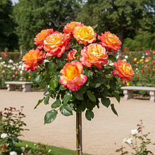 Основное изображение товара