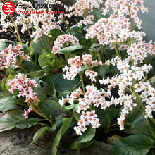 Основное изображение товара