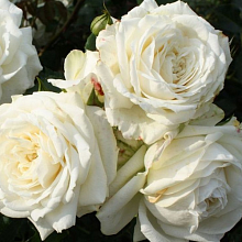 Основное изображение товара