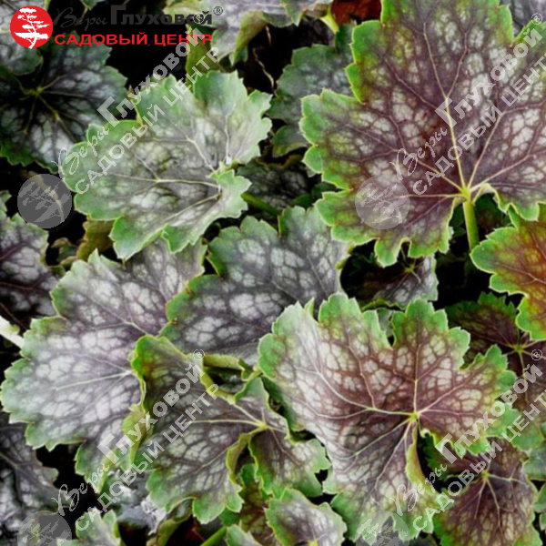 Гейхера американская "Марвелос Марбл" на фото