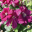 Клематис 