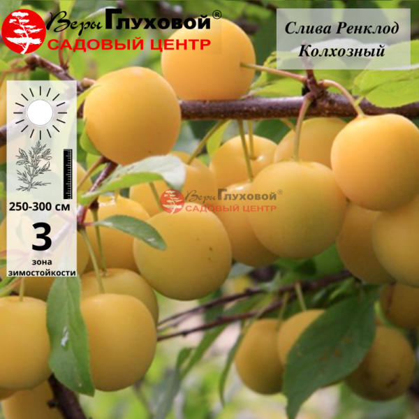 Слива Ренклод колхозный (средний сорт) С4