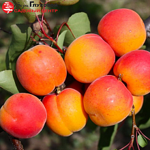 Основное изображение товара