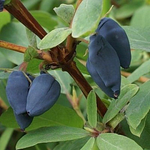 Основное изображение товара