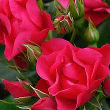 Основное изображение товара