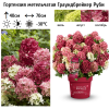 Гортензия метельчатая (Hydrangea paniculata) Граундбрейкер Руби С5 ГлХ/26