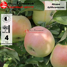 Яблоня Куйбышевское (зимний сорт) С5