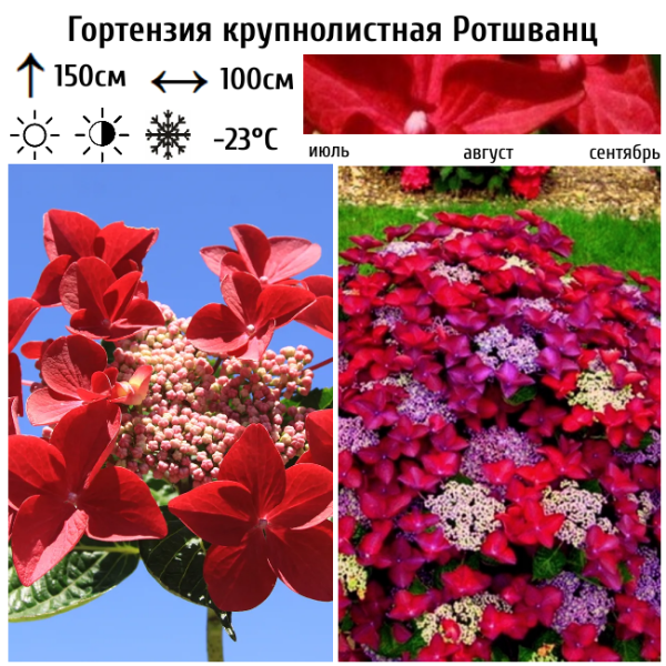 Основное изображение товара