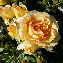 Основное изображение товара