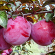 Слива 