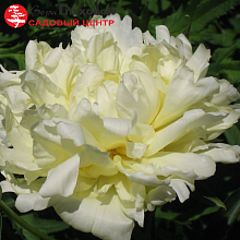 Основное изображение товара