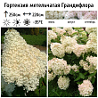 Гортензия метельчатая 