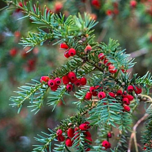 Основное изображение товара