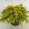 Можжевельник обыкновенный (Juniperus communis) Лемон Карпет 40-50 С7,5 НБл/25