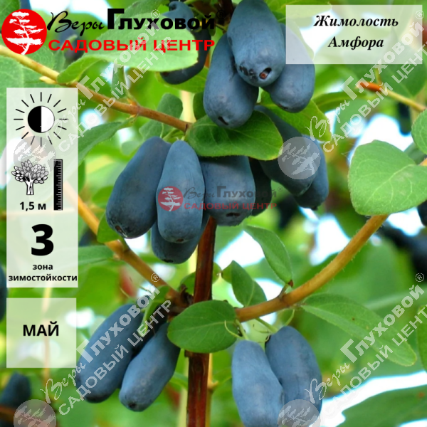 Жимолость "Амфора" на фото
