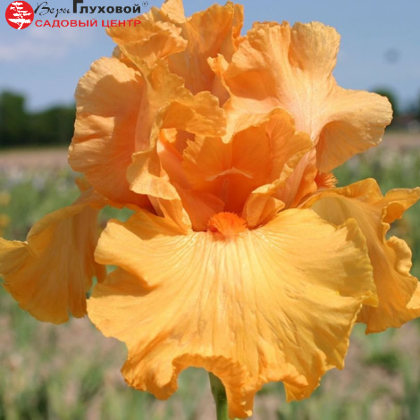 Основное изображение товара