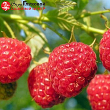 Основное изображение товара