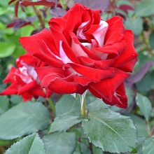 Основное изображение товара