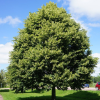 Липа мелколистная (Tilia cordata) 150-200 С25 БАл/24