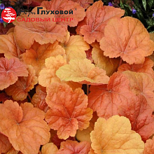 Основное изображение товара