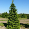 Ель обыкновенная (Picea abies)     С3 СП/24
